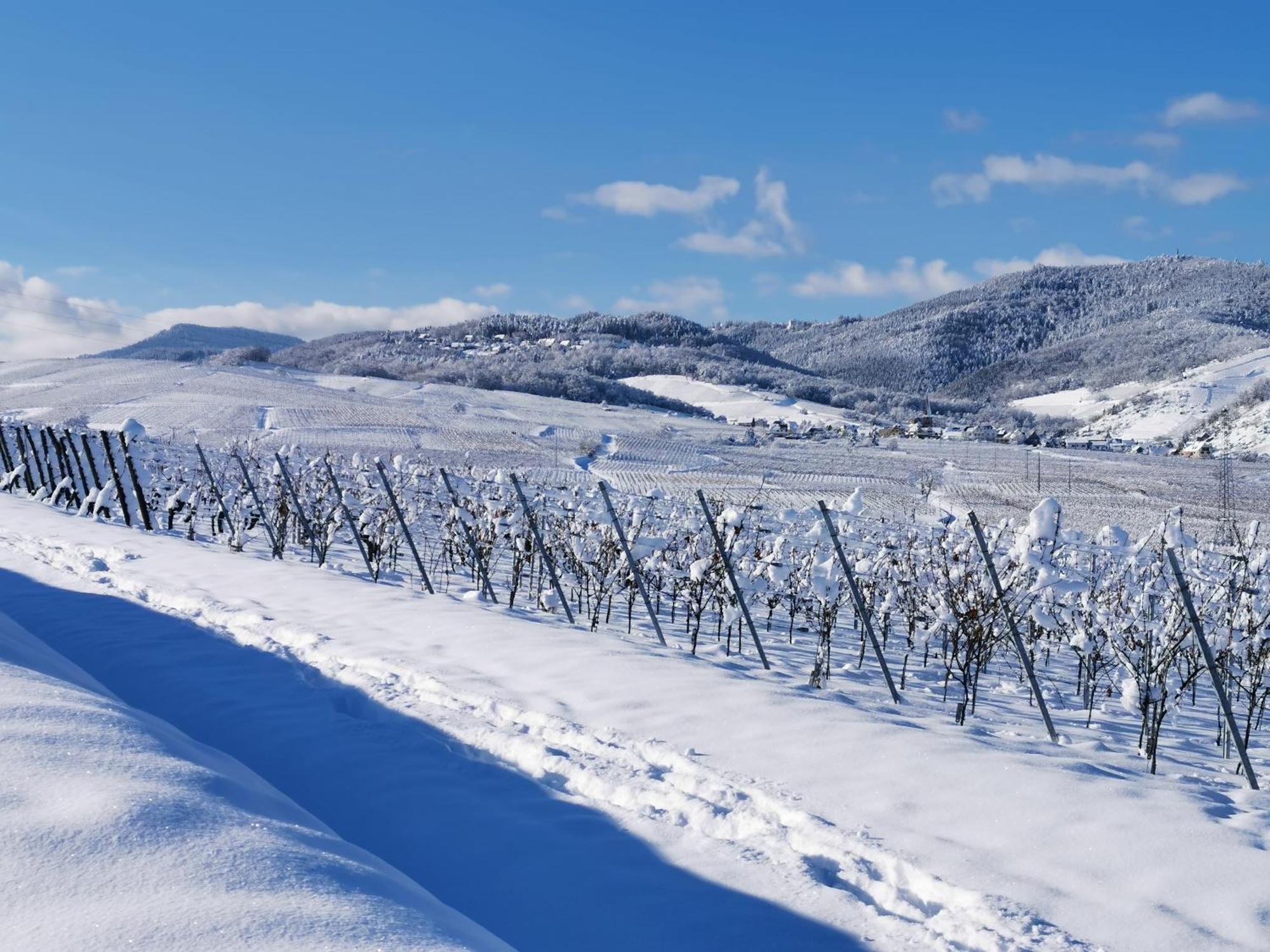 Entre Ville Et Vignes - Gite Classe 3 Etoiles Ingersheim Bagian luar foto