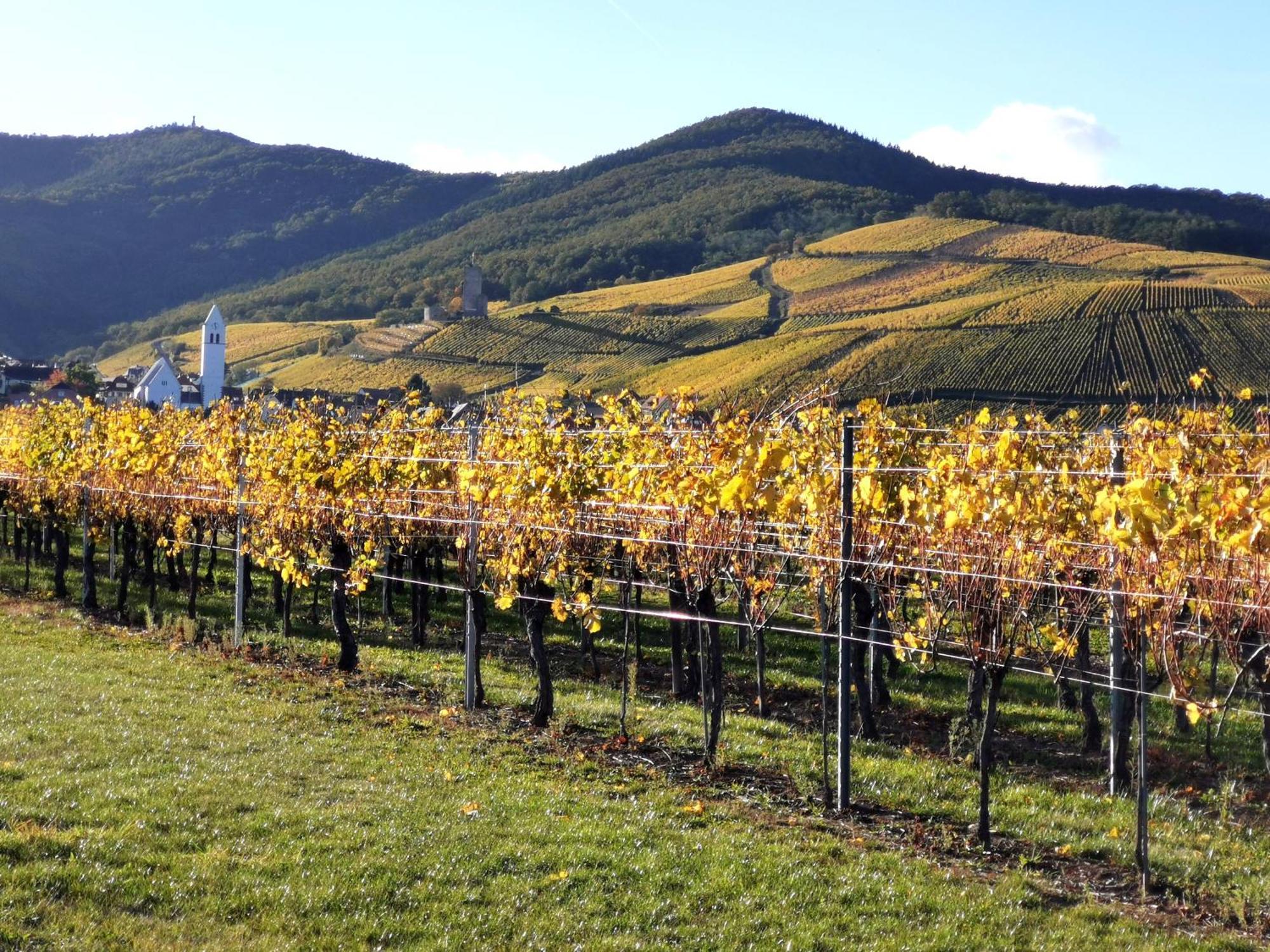 Entre Ville Et Vignes - Gite Classe 3 Etoiles Ingersheim Bagian luar foto